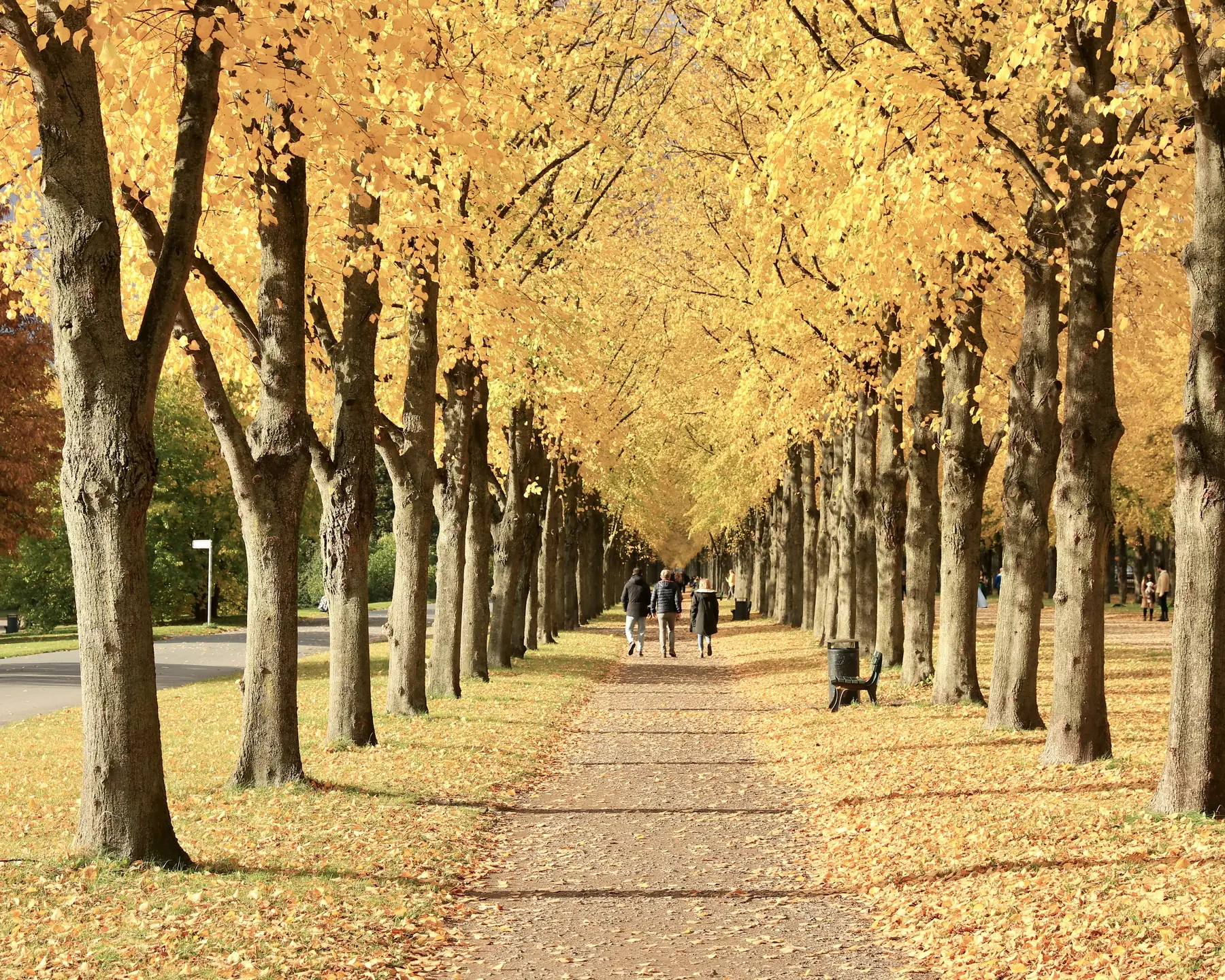Herbstliche Lindenallee der Herrenhäuser Allee in Hannover: drei Spaziergänger gehen im goldenen Laub den Weg entlang